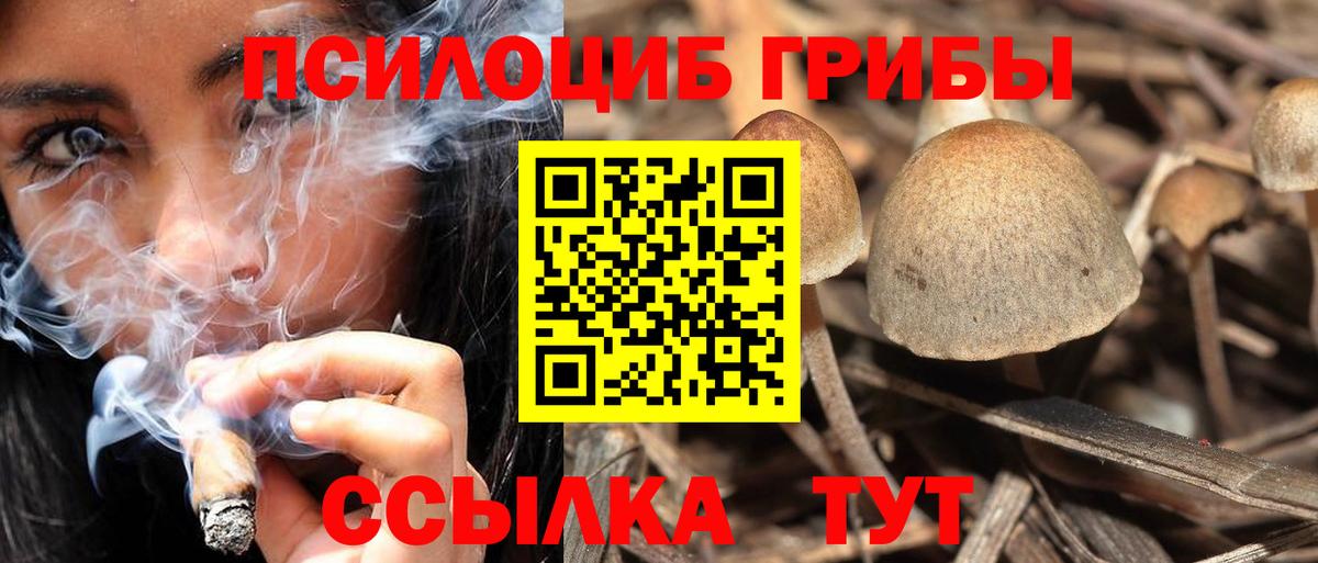 Грозный  Псилоцибиновые грибы Psilocybe  Вход с VPN 